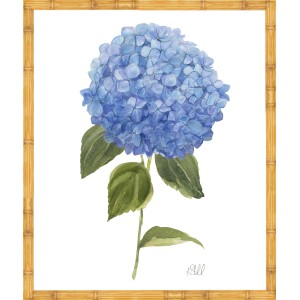 KS- HYDRANGEA BLOOMS 1